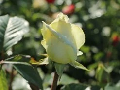 Edelrose 'Irina' ® -Edelrosen Geschaft edelrose irina m101987 w 5