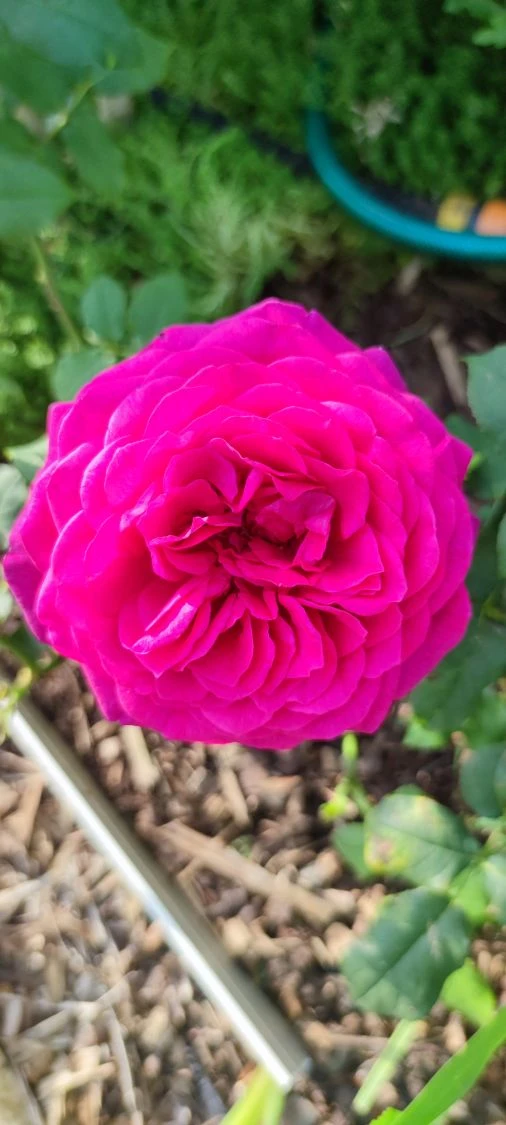 Edelrose 'Johann Wolfgang Von Goethe Rose' 9 Edelrose 'Johann Wolfgang Von Goethe Rose' – Bild 9