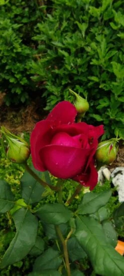 Edelrose 'Johann Wolfgang Von Goethe Rose' 19 Edelrose 'Johann Wolfgang Von Goethe Rose' -Edelrosen Geschaft edelrose johann wolfgang von goethe rose m056097 1385065 1