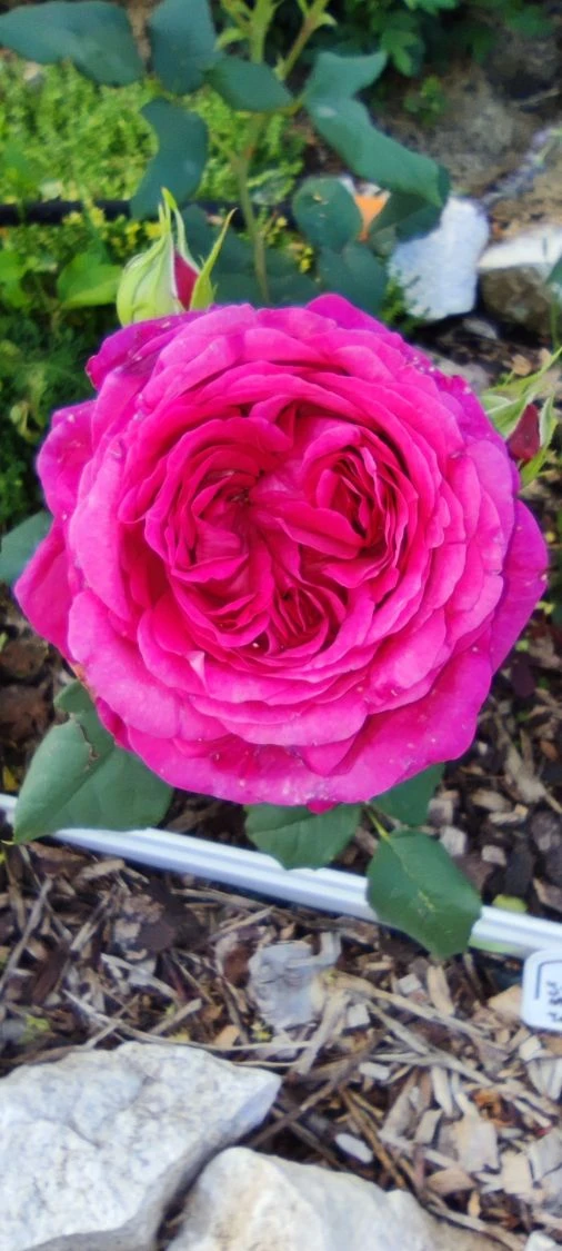 Edelrose 'Johann Wolfgang Von Goethe Rose' 7 Edelrose 'Johann Wolfgang Von Goethe Rose' – Bild 7