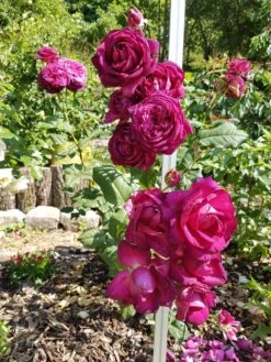 Edelrose 'Johann Wolfgang Von Goethe Rose' 21 Edelrose 'Johann Wolfgang Von Goethe Rose' -Edelrosen Geschaft edelrose johann wolfgang von goethe rose m056097 193676 0