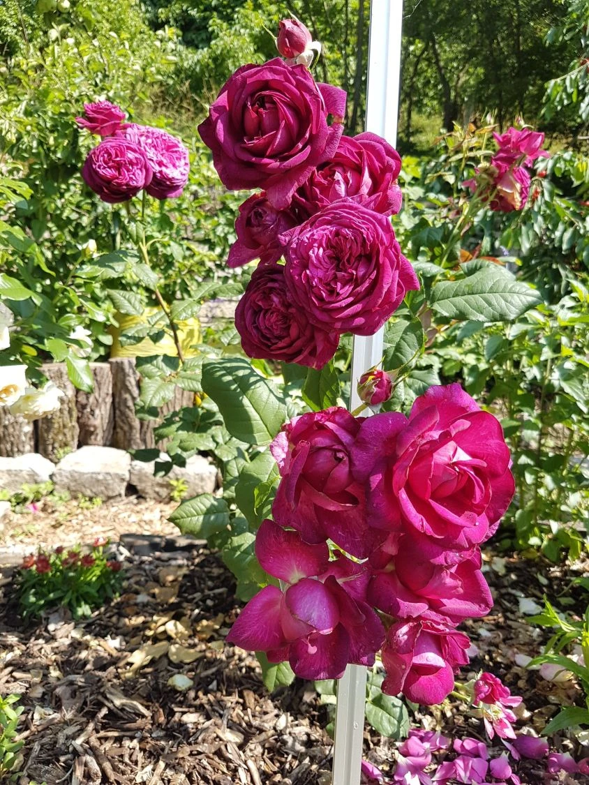 Edelrose 'Johann Wolfgang Von Goethe Rose' 10 Edelrose 'Johann Wolfgang Von Goethe Rose' – Bild 10