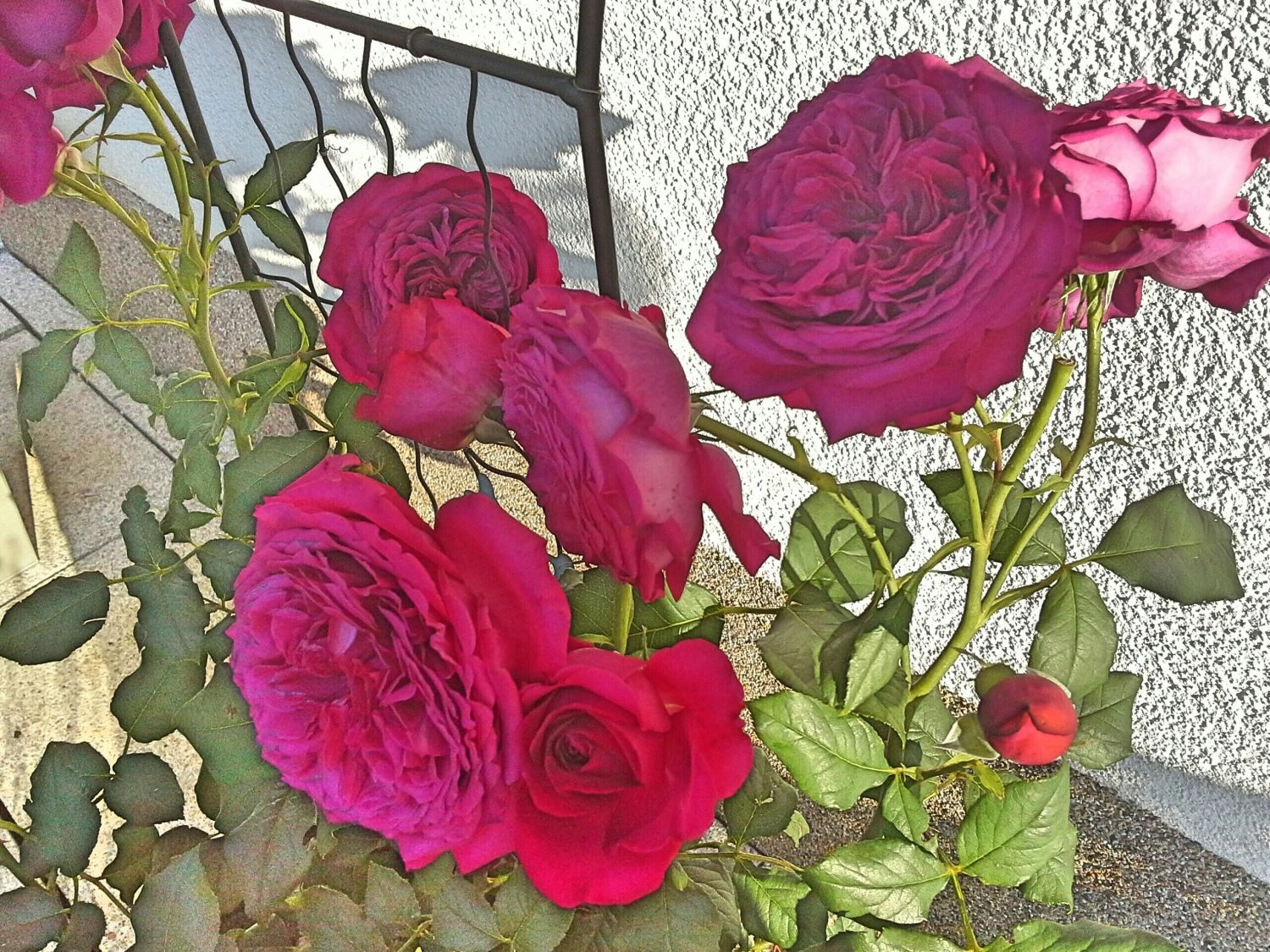 Edelrose 'Johann Wolfgang Von Goethe Rose' 12 Edelrose 'Johann Wolfgang Von Goethe Rose' – Bild 12