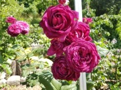 Edelrose 'Johann Wolfgang Von Goethe Rose' 22 Edelrose 'Johann Wolfgang Von Goethe Rose' -Edelrosen Geschaft edelrose johann wolfgang von goethe rose m056097 892945 1