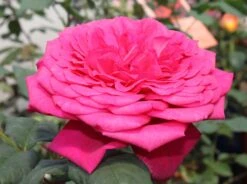 Edelrose 'Johann Wolfgang Von Goethe Rose'
