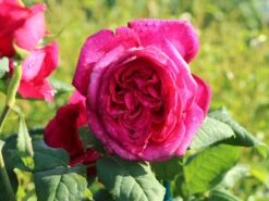 Edelrose 'Johann Wolfgang Von Goethe Rose' 14 Edelrose 'Johann Wolfgang Von Goethe Rose' -Edelrosen Geschaft edelrose johann wolfgang von goethe rose m056097 w 0