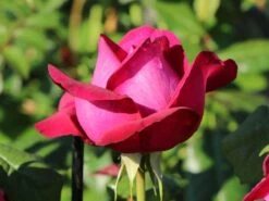 Edelrose 'Johann Wolfgang Von Goethe Rose' 17 Edelrose 'Johann Wolfgang Von Goethe Rose' -Edelrosen Geschaft edelrose johann wolfgang von goethe rose m056097 w 1