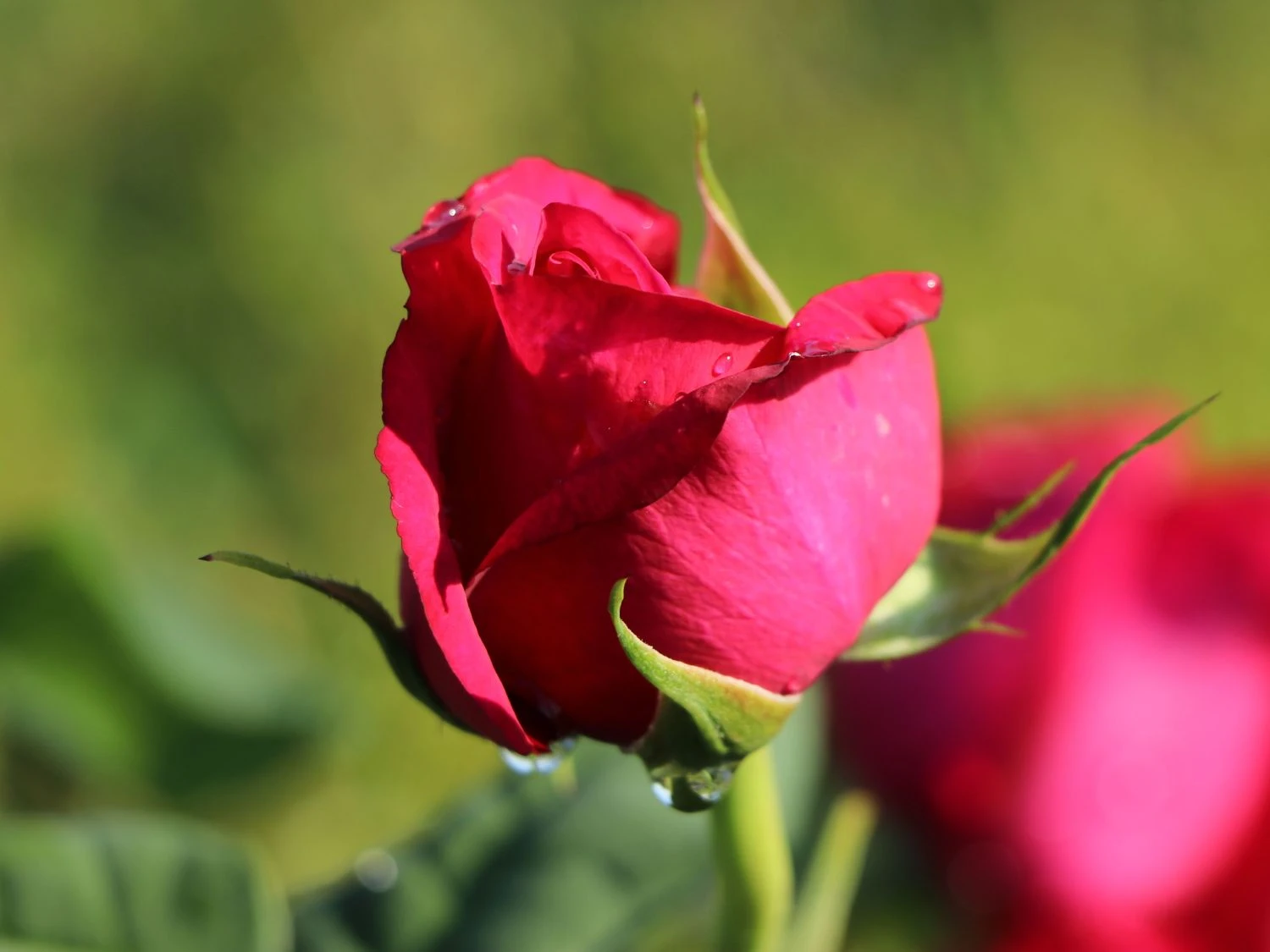 Edelrose 'Johann Wolfgang Von Goethe Rose' 2 Edelrose 'Johann Wolfgang Von Goethe Rose' – Bild 2