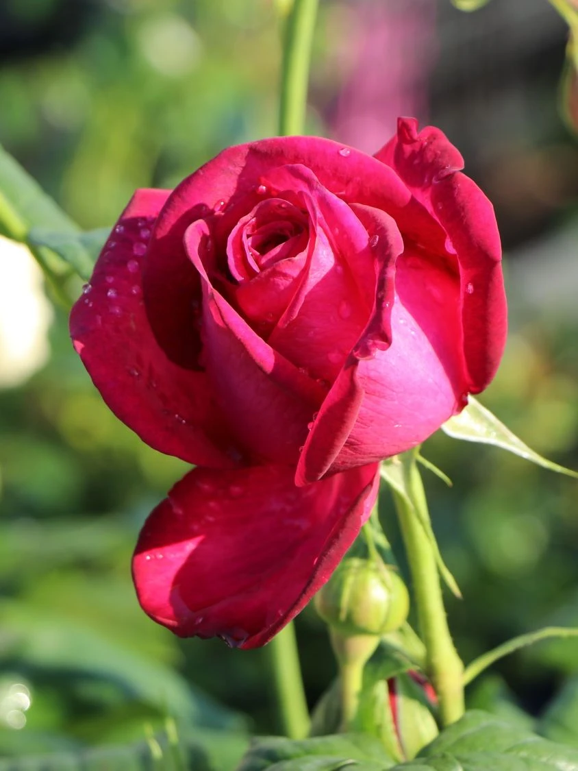 Edelrose 'Johann Wolfgang Von Goethe Rose' 5 Edelrose 'Johann Wolfgang Von Goethe Rose' – Bild 5