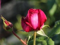 Edelrose 'Johann Wolfgang Von Goethe Rose' 15 Edelrose 'Johann Wolfgang Von Goethe Rose' -Edelrosen Geschaft edelrose johann wolfgang von goethe rose m056097 w 4