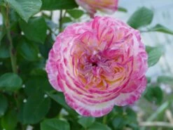 Edelrose 'Kordes Jubilee' 5 Edelrose 'Kordes Jubilee' -Edelrosen Geschaft edelrose kordes jubilee m056554 577963 0