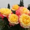 Edelrose 'Kordes Jubilee'