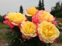 Edelrose 'Kordes Jubilee'