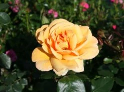 Edelrose 'Kupferkönigin' ® -Edelrosen Geschaft edelrose kupferkoenigin m006056 w 0