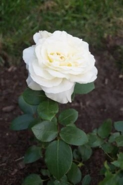 Edelrose 'La Perla' ® -Edelrosen Geschaft edelrose la perla m046744 957317 0