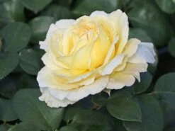 Edelrose 'La Perla' ®