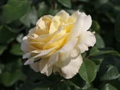 Edelrose 'La Perla' ® -Edelrosen Geschaft edelrose la perla m046744 w 0