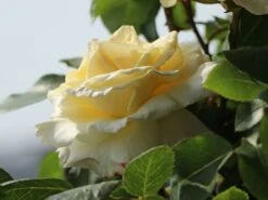 Edelrose 'La Perla' ® -Edelrosen Geschaft edelrose la perla m046744 w 3