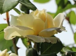 Edelrose 'La Perla' ® -Edelrosen Geschaft edelrose la perla m046744 w 4