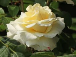 Edelrose 'La Perla' ® -Edelrosen Geschaft edelrose la perla m046744 w 5