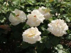 Edelrose 'La Perla' ® -Edelrosen Geschaft edelrose la perla m046744 w 7