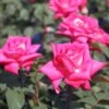 Edelrose 'Lady Like' ®