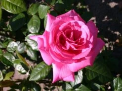 Edelrose 'Lady Like' ® -Edelrosen Geschaft edelrose lady like m005920 w 1