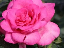 Edelrose 'Lady Like' ® -Edelrosen Geschaft edelrose lady like m005920 w 2