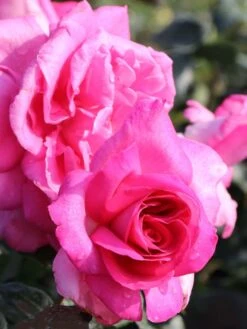 Edelrose 'Lady Like' ® -Edelrosen Geschaft edelrose lady like m005920 w 3