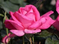 Edelrose 'Lady Like' ® -Edelrosen Geschaft edelrose lady like m005920 w 4