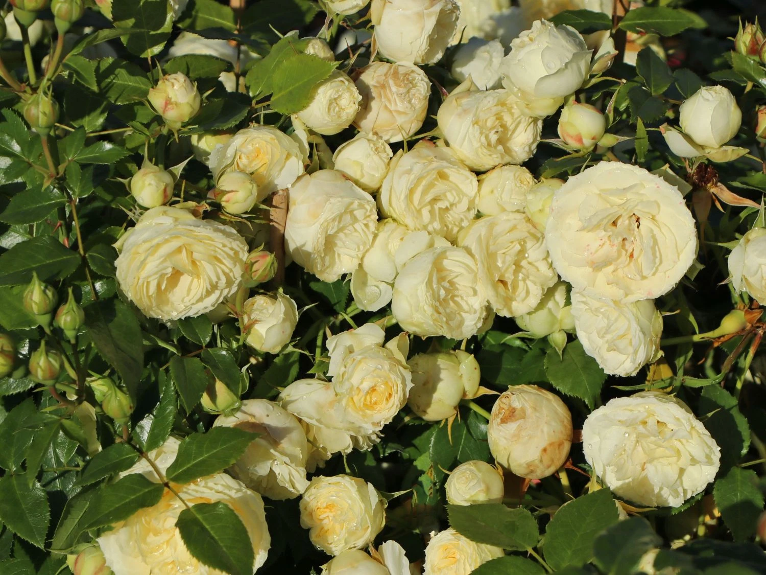 Edelrose 'Lemon Rokoko' ® / Noblesse ® Spray-Rose 1 Edelrose 'Lemon Rokoko' ® / Noblesse ® Spray-Rose