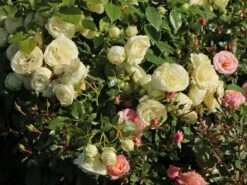 Edelrose 'Lemon Rokoko' ® / Noblesse ® Spray-Rose 6 Edelrose 'Lemon Rokoko' ® / Noblesse ® Spray-Rose -Edelrosen Geschaft edelrose lemon rokoko noblesse spray rose m101968 w 1