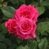 Edelrose 'Love Letter' ®
