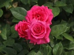 Edelrose 'Love Letter' ®