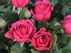 Edelrose 'Love Letter' ® -Edelrosen Geschaft edelrose love letter m114468 w 1