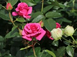 Edelrose 'Love Letter' ® -Edelrosen Geschaft edelrose love letter m114468 w 2