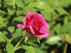 Edelrose 'Love Letter' ® -Edelrosen Geschaft edelrose love letter m114468 w 5