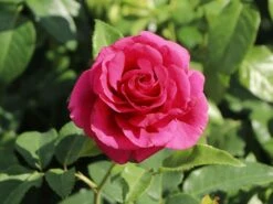Edelrose 'Love Letter' ® -Edelrosen Geschaft edelrose love letter m114468 w 6
