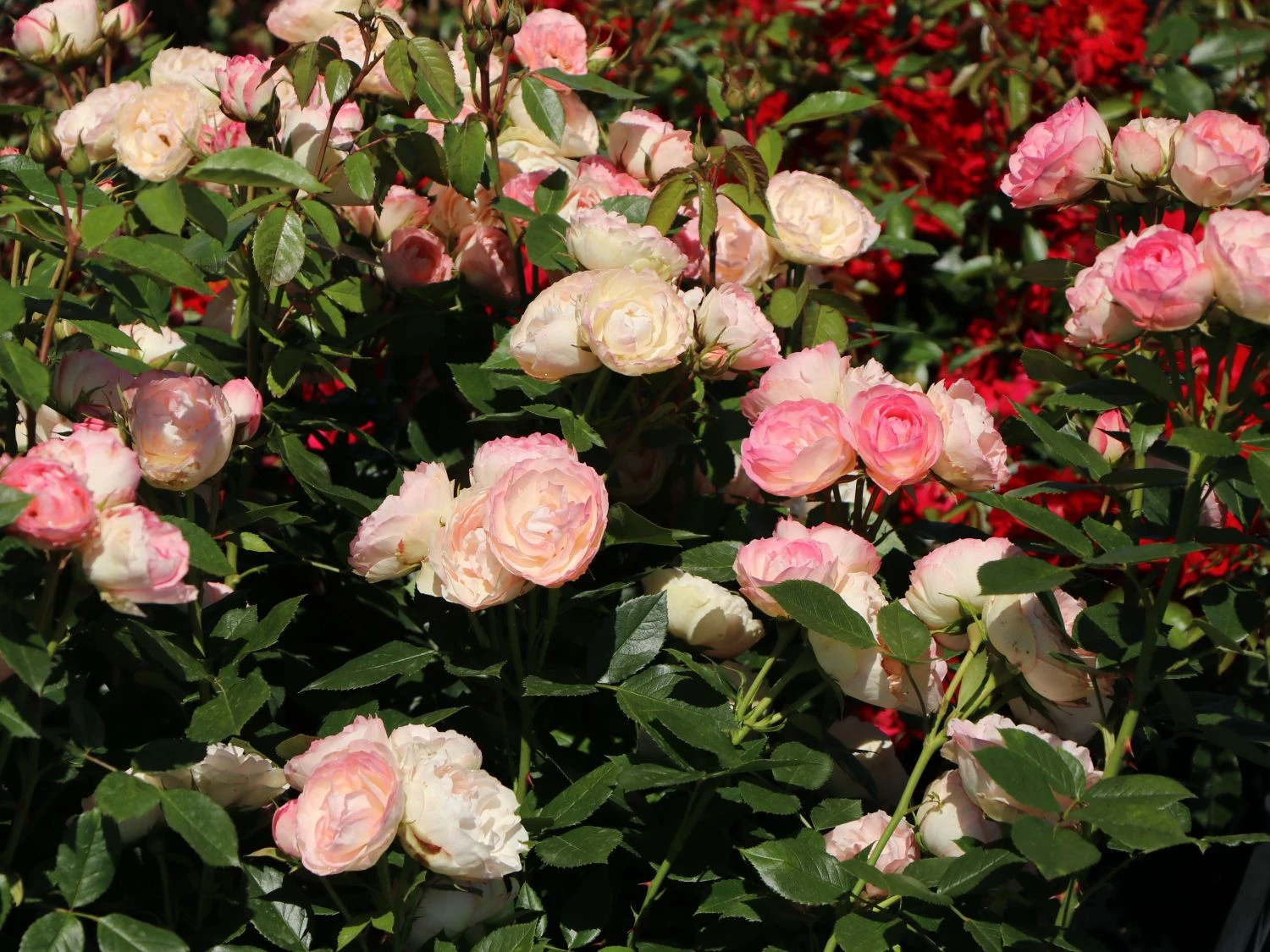 Edelrose 'Lovely Rokoko' ® 7 Edelrose 'Lovely Rokoko' ® – Bild 7