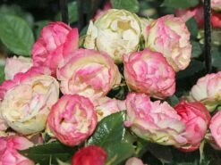 Edelrose 'Lovely Rokoko' ® 25 Edelrose 'Lovely Rokoko' ® -Edelrosen Geschaft edelrose lovely rokoko m094367 w 1