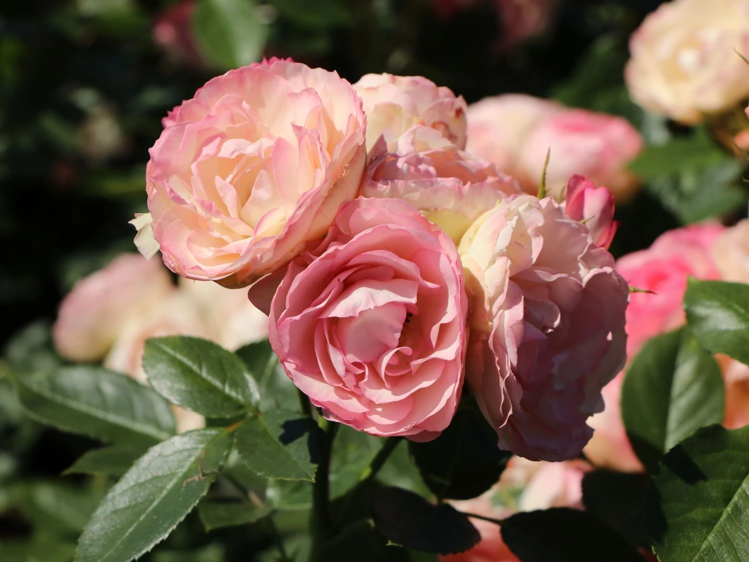 Edelrose 'Lovely Rokoko' ® 10 Edelrose 'Lovely Rokoko' ® – Bild 10