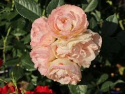 Edelrose 'Lovely Rokoko' ® 27 Edelrose 'Lovely Rokoko' ® -Edelrosen Geschaft edelrose lovely rokoko m094367 w 12