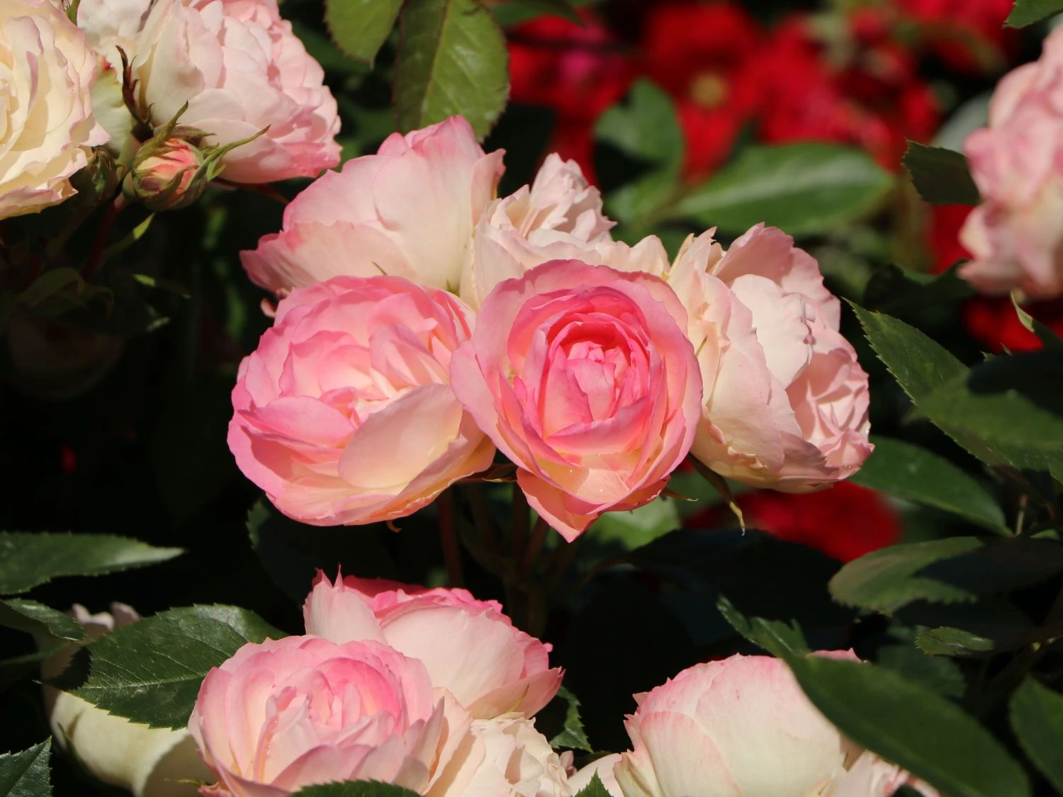 Edelrose 'Lovely Rokoko' ® 9 Edelrose 'Lovely Rokoko' ® – Bild 9