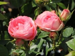Edelrose 'Lovely Rokoko' ® 19 Edelrose 'Lovely Rokoko' ® -Edelrosen Geschaft edelrose lovely rokoko m094367 w 7