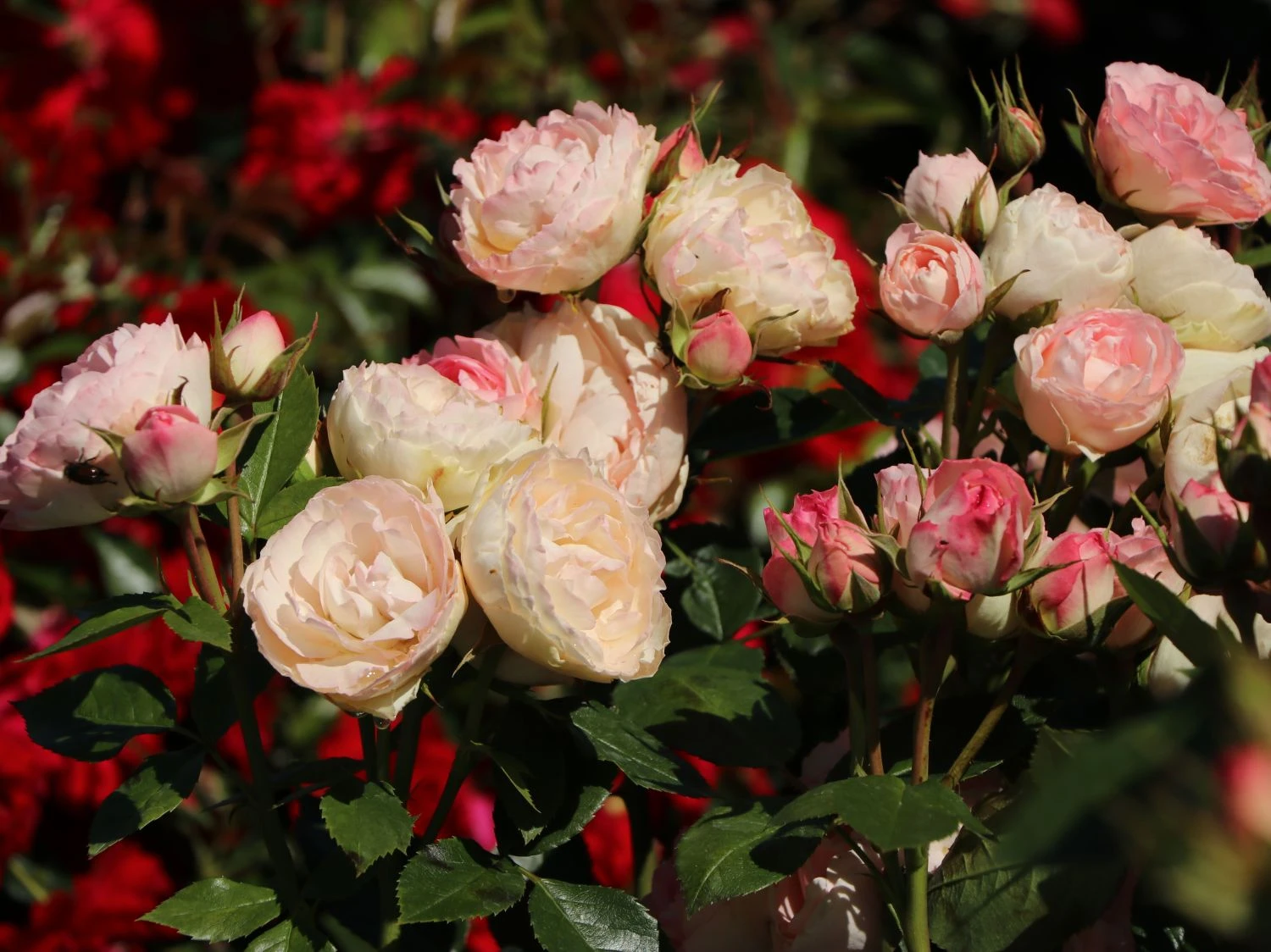 Edelrose 'Lovely Rokoko' ® 8 Edelrose 'Lovely Rokoko' ® – Bild 8