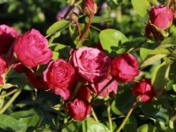 Edelrose 'Magic Rokoko' ® / Noblesse ® Spray-Rose
