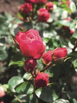 Edelrose 'Magic Rokoko' ® / Noblesse ® Spray-Rose 7 Edelrose 'Magic Rokoko' ® / Noblesse ® Spray-Rose -Edelrosen Geschaft edelrose magic rokoko noblesse spray rose m101969 w 0