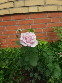 Edelrose 'Mainzer Fastnacht' ® 26 Edelrose 'Mainzer Fastnacht' ® -Edelrosen Geschaft edelrose mainzer fastnacht m005924 1078820 0