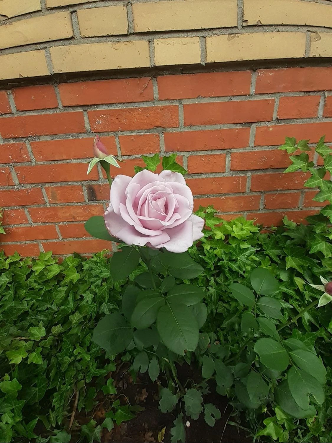 Edelrose 'Mainzer Fastnacht' ® 9 Edelrose 'Mainzer Fastnacht' ® – Bild 9