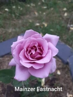 Edelrose 'Mainzer Fastnacht' ® 28 Edelrose 'Mainzer Fastnacht' ® -Edelrosen Geschaft edelrose mainzer fastnacht m005924 1147497 0